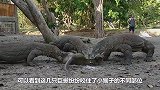 巨蜥咬住小野牛，牛妈妈看着不敢营救，最终结局让人心酸！