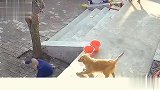 小动物们缺大德，它们这操作是真的损