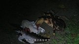 农夫半夜听见动物惨叫声，起身一看乐了，镜头记录全过程！