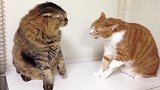 两只猫打架互扇巴掌，橘猫下狠手网友：像极了心酸的爱情