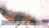 “我的脸被隐翅虫毁容了！”上热搜，体液堪比盐酸！千万别打