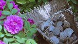 美食猎奇：李子柒用草木灰种芋头，挖坑填土，静候发芽长大