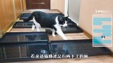 主人用水把走廊拦住，喵星人会怎么做？看完惊呆了