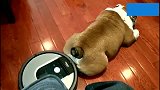 扫地机器人每次工作都和恶霸犬杠上，狗狗感觉很无奈