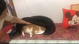 猫你烦不烦呀，别打扰我休息！