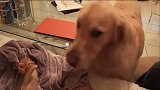金毛把橘猫当成自己的孩子宠爱，太温馨了！