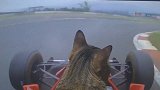 太萌啦！小猫咪居然会开F1赛车？看了三遍才发现真相