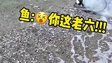当鱼遇到老六的话，我觉得鱼如果会说脏话，绝对会骂人
