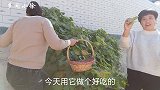 从二姨家园子摘点蔬菜，做个家常小炒，二舅说这菜好多年没吃过了