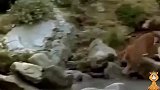 接上集，美洲狮追着顺水漂流的小熊，眼看被抓住，可它撒腿就跑？