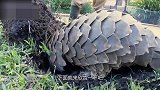 穿山甲挖洞速度有多快？简直就是“凿洞穿山机” 这速度也太快了