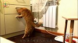 防不胜防啊！小鱼干怎么藏！猫咪都能找到