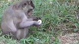 猴王偷吃鸡蛋，母鸡没发现