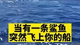 当有一条鲨鱼突然飞上你的船