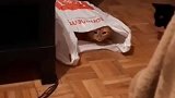 人吓人，吓死人，那猫吓猫，究竟会发生什么故事呢