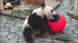 熊猫天线宝宝抱球玩耍，举手投足像极了贪玩的小孩子，太萌了