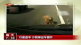行驶途中小狗掉出车窗外