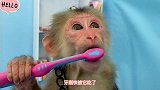 聪明的小猴子比比第一次刷牙，牙没怎么刷干净，牙刷快被它给吃了