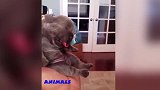 狗狗真是蠢萌啊，看着调皮的模样，真是想笑呢！
