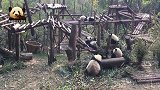 熊猫宝宝们聚在一起吃吃睡睡，熊生简直不要太悠闲！