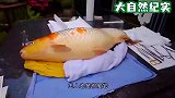 金鱼头上长出了巨大“肉瘤”，主人亲自操刀，为其动手术