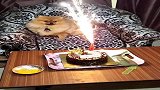 狗子：整个宠物界，过生日比我豪华的应该没几个吧