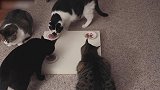 认真吃猫粮的猫咪，看起来真是好可爱呢，想领养一只啊！