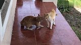 橘猫和花猫闹矛盾，花猫把头伸向橘猫：谅你也不敢动手