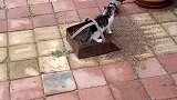 猫：你就从了我吧，咱俩生个猫：头鹰！