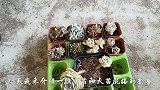 1棵老桩露娜莲加上8棵中苗美肉，搭配在一起，超好看