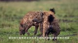 非洲鬣狗凶猛无比，嚎叫声独特，遇到它记得远离