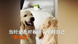 戏精！金毛对着镜子露牙齿做鬼脸，网友：这狗有趣味的灵魂