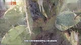 为什么只有骆驼敢吃仙人掌，不怕扎嘴吗看完真心佩服