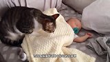 宝宝一口含住猫咪尾巴，猫咪正想发怒，回头见是小主人秒变初恋脸