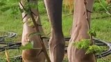 看看骆驼多厉害，带敕的树枝直接上嘴开咬
