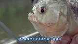 老外把食人鱼饿了十天后，放了一只电鳗进去，场面瞬间失控了