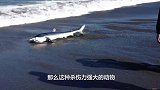 一条鲨鱼搁浅在海滩上，大爷好奇走了过去，让人没想到的画面出现