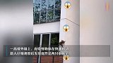 神技能！原来猴子还能这样下楼