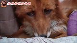 小狐狸也有脆弱的一面，生病的样子真让人心疼