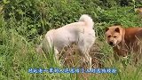 老祖宗们选狗的方法，记住这三句口诀就行，镜头记录下全过程