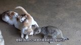 猫咪发现食物被流浪猫吃了，流浪猫吓得不敢动，心疼流浪猫三秒