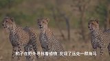 豹子偶遇角马迁徙，壮观的景象，三只豹子一起进攻勉强狩猎角马！