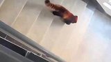 网友在宿舍楼梯偶遇小熊猫，误认成小浣熊