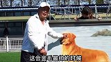 金毛刘话金毛（一）海润金毛家族 犬种密码