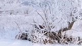 父母家门口的雾凇美景是不是很美
