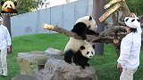 熊猫桃浜够不到苹果，樱浜心甘情愿充当妹妹的垫脚石，好有爱