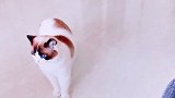 猫 傻猫 星探家 我的视频会哆嗦