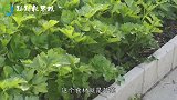 失眠最怕这个食材！隔三差五吃，一觉睡到大天亮，气色很快变好