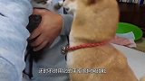 怕生的猫咪，在主人的帮助下和柴犬第一次见面，暖心！