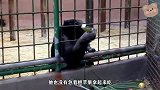 黑猩猩想吃水果，于是大脑飞速转动，想方设法将苹果弄了过来